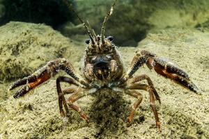 crayfish (Hérault river, France) by Mathieu Foulquié 